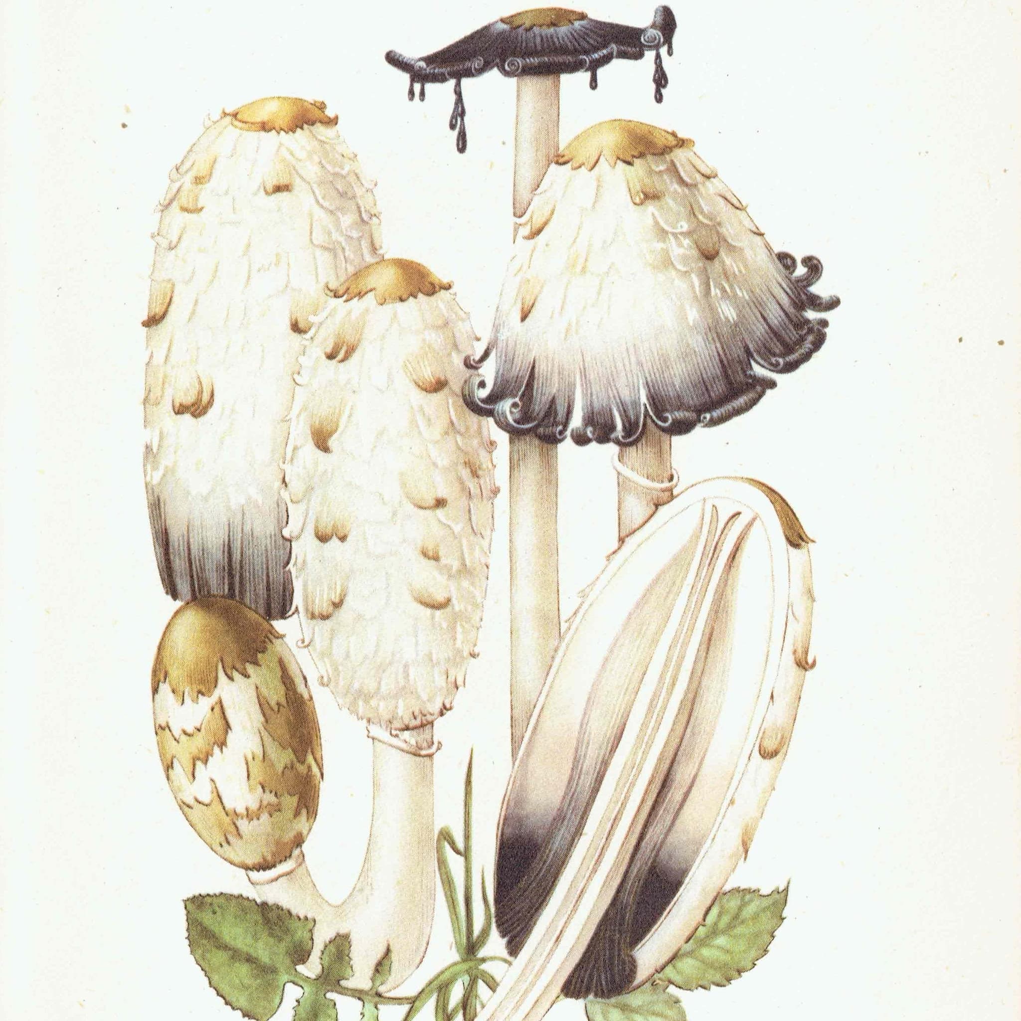 1943 Shaggy Ink Cap & Penny Bun Mushrooms - Original Vintage Print By Ellenby - Ramsbottom Edible Fungi Mycology Study - 4.5 x 6.5 in