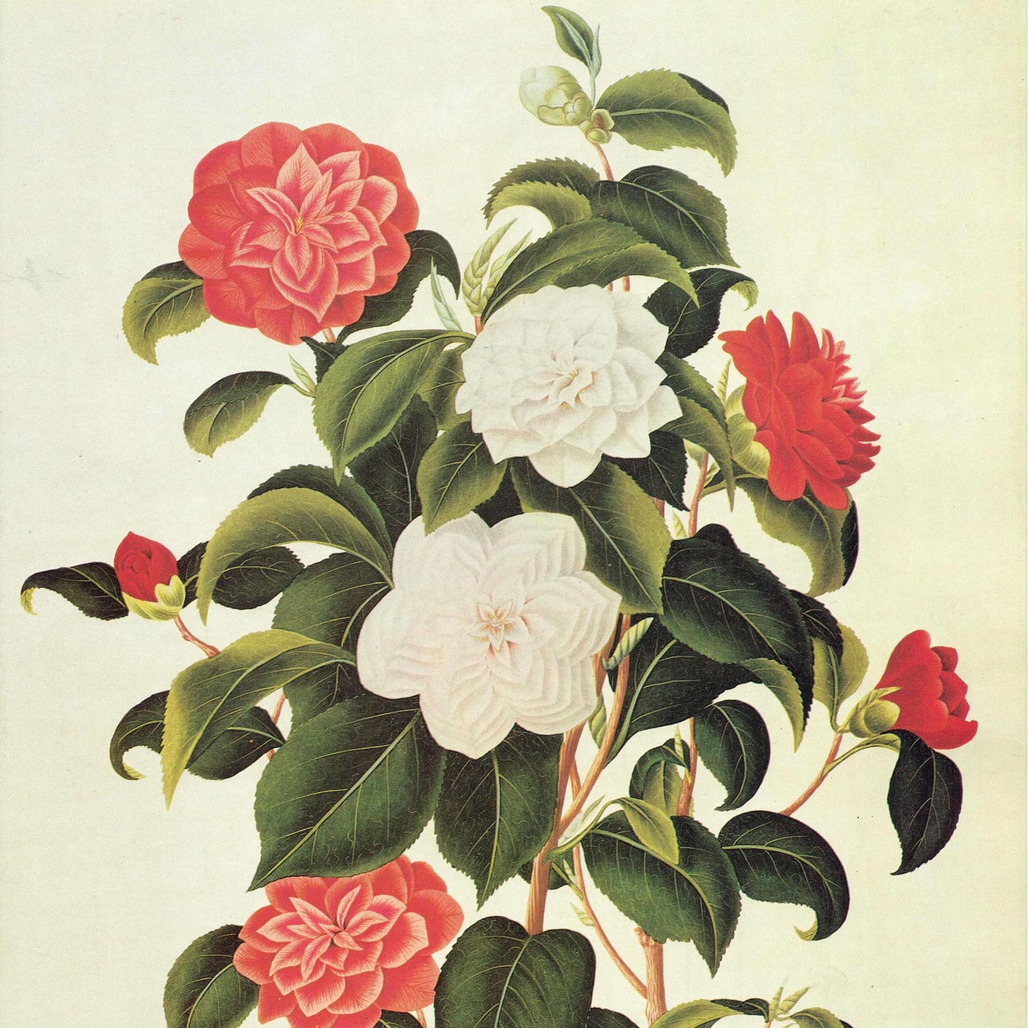 Myrtle Leaved Camellia by Curtis - Botanical Flower Study Plate 3 Monograph on Camellias Original 1984 Vintage Print, Coats - 10 x 14 in