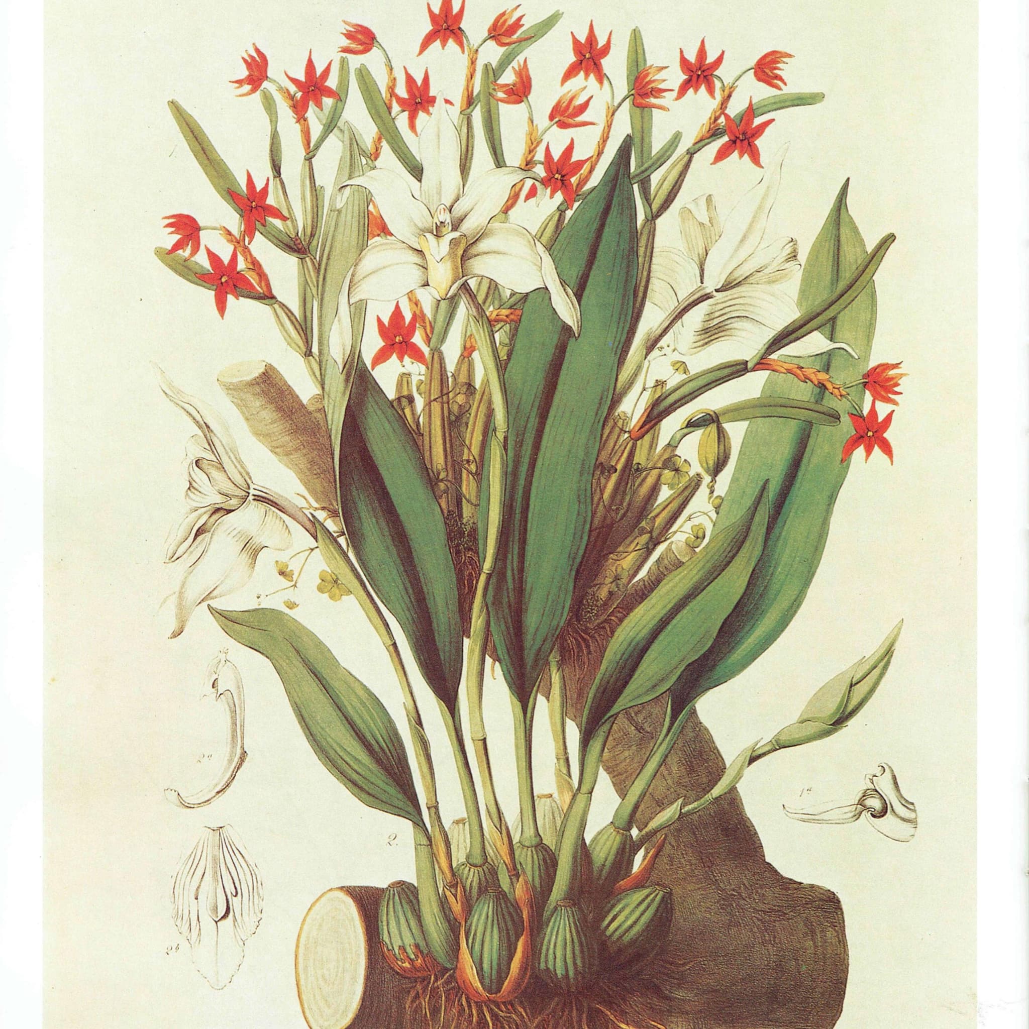 Orchids Diothonea & Ivory Maxillaria by John Lindley - 1984 Vintage Print - Sertum Orchidaceum Botanical Study Flower Art - 10 x 14 in