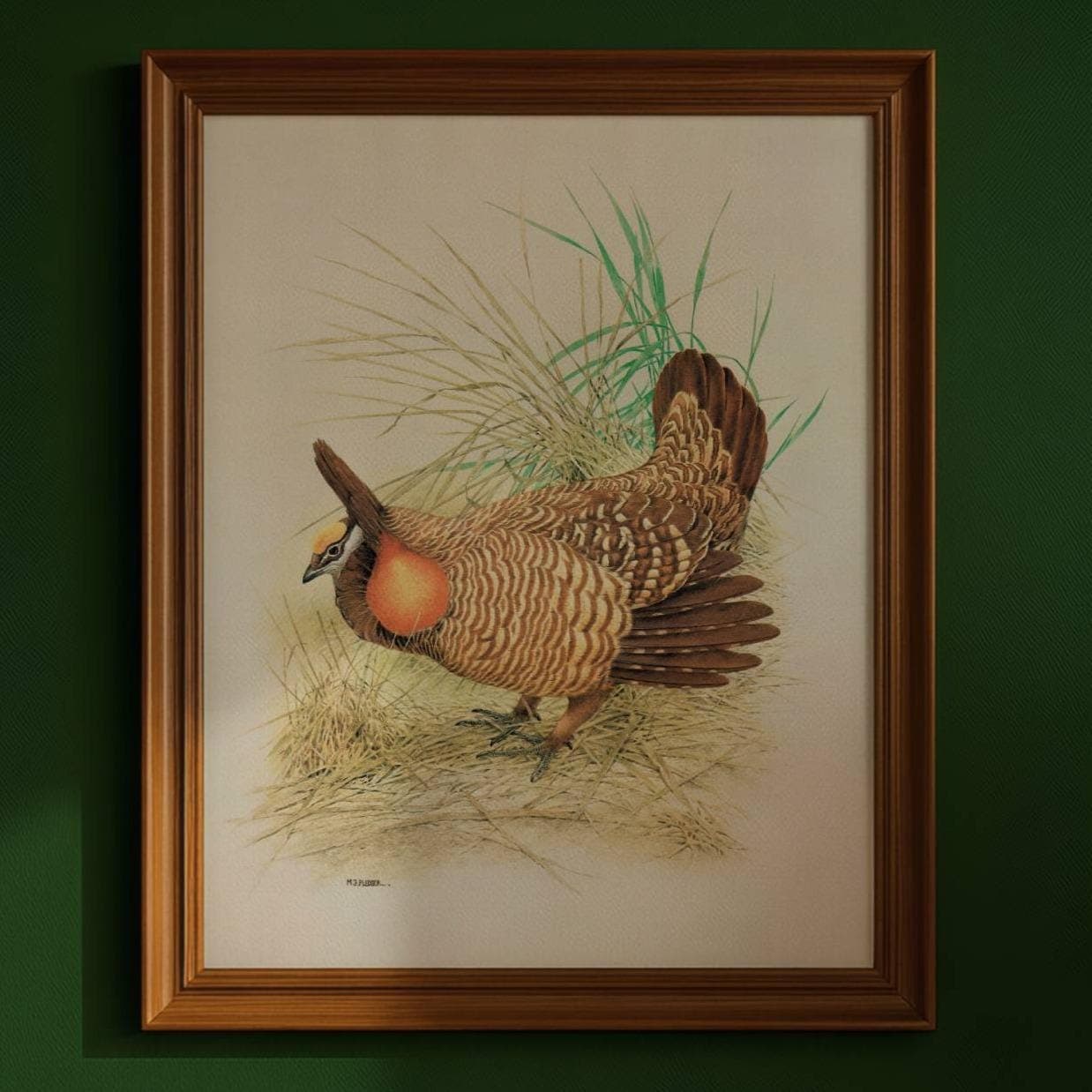 1980s Prairie Chicken Male - Game Birds Wildlife Original Vintage Print By Pledger - Natural History Ornithology Study - 11.5 x 16.5 in