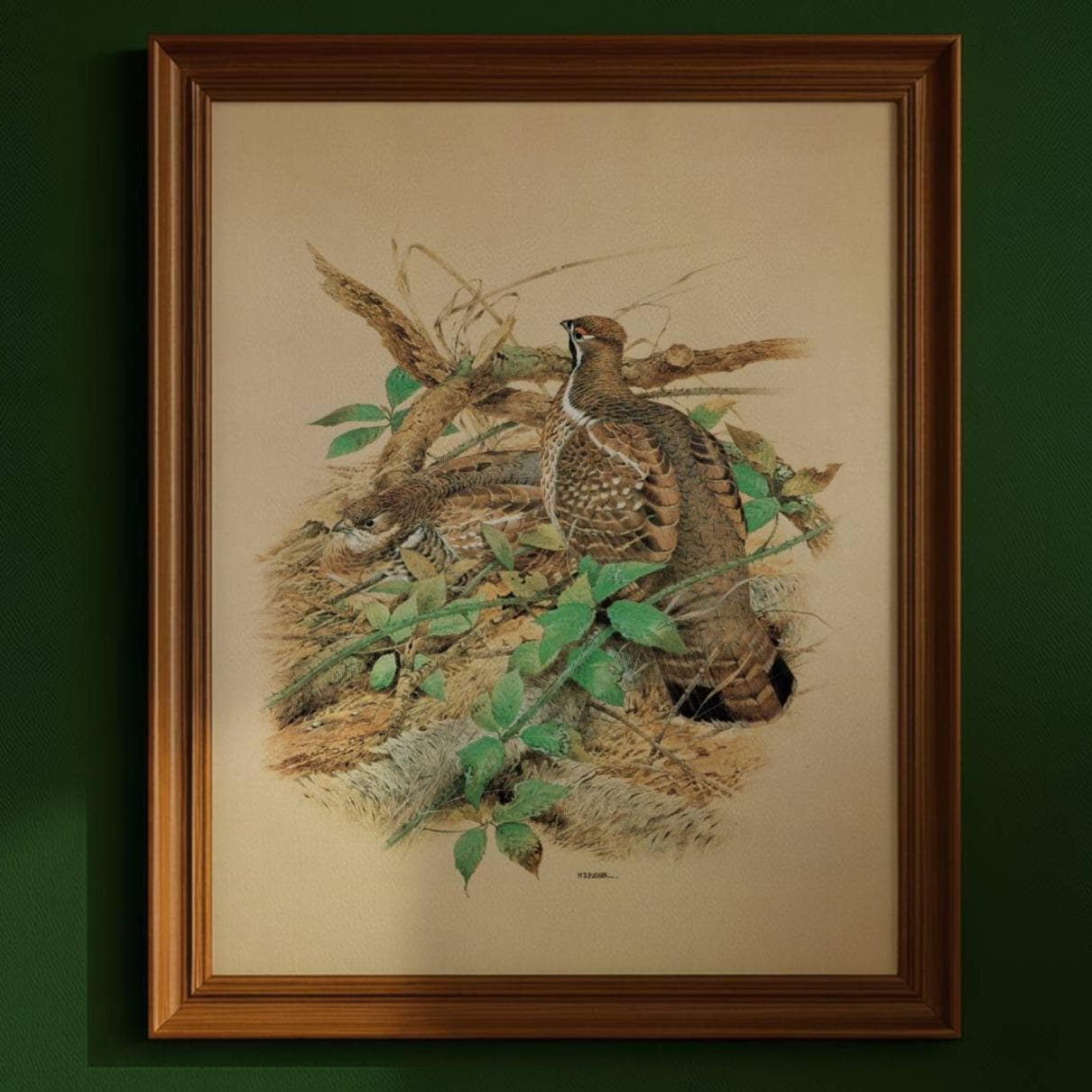 1980s Hazel Grouse - Game Birds Wildlife Original Vintage Print By Pledger - Natural History Woodland Ornithology Study - 11.5 x 16.5 in