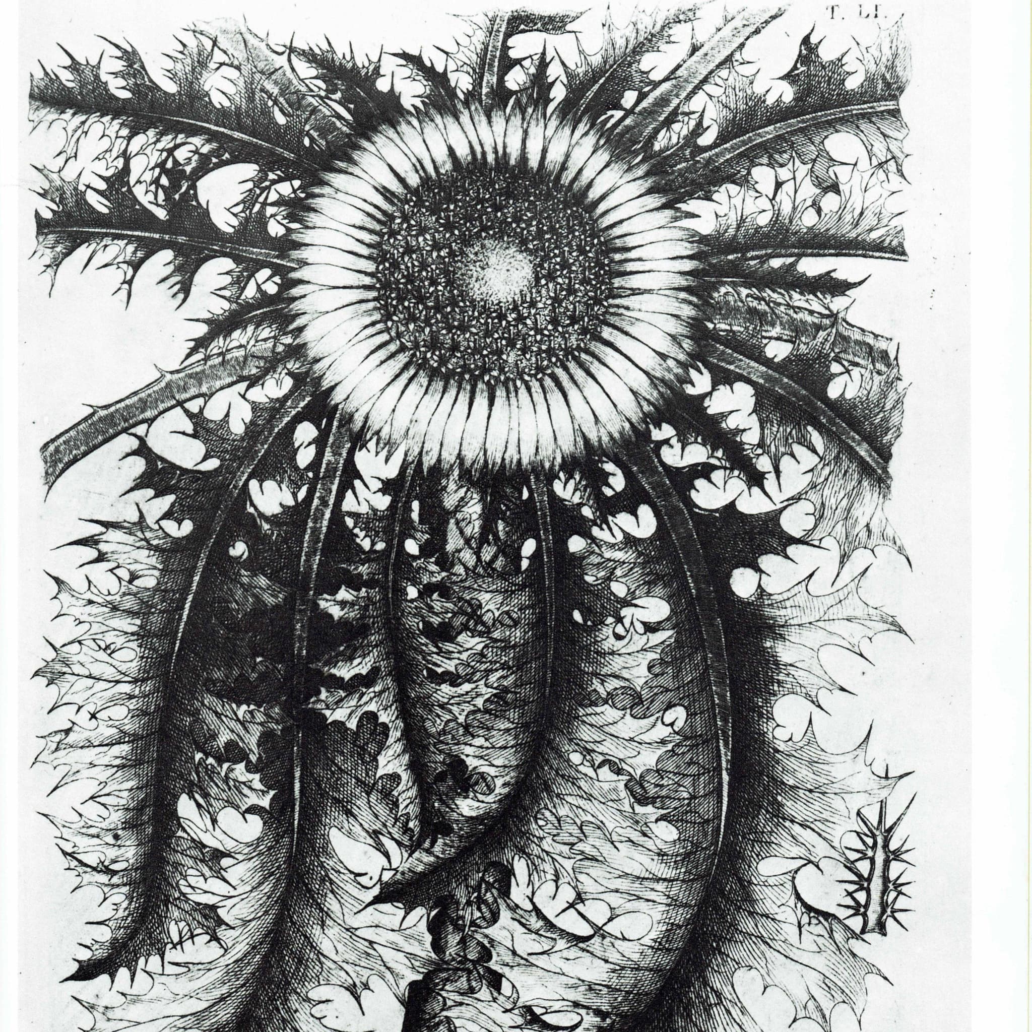 Carline Thistle - Original Vintage Print By Allioni - Flora Pedemontana Plate 51 Botanical Study Flower Art - 10 x 14 in