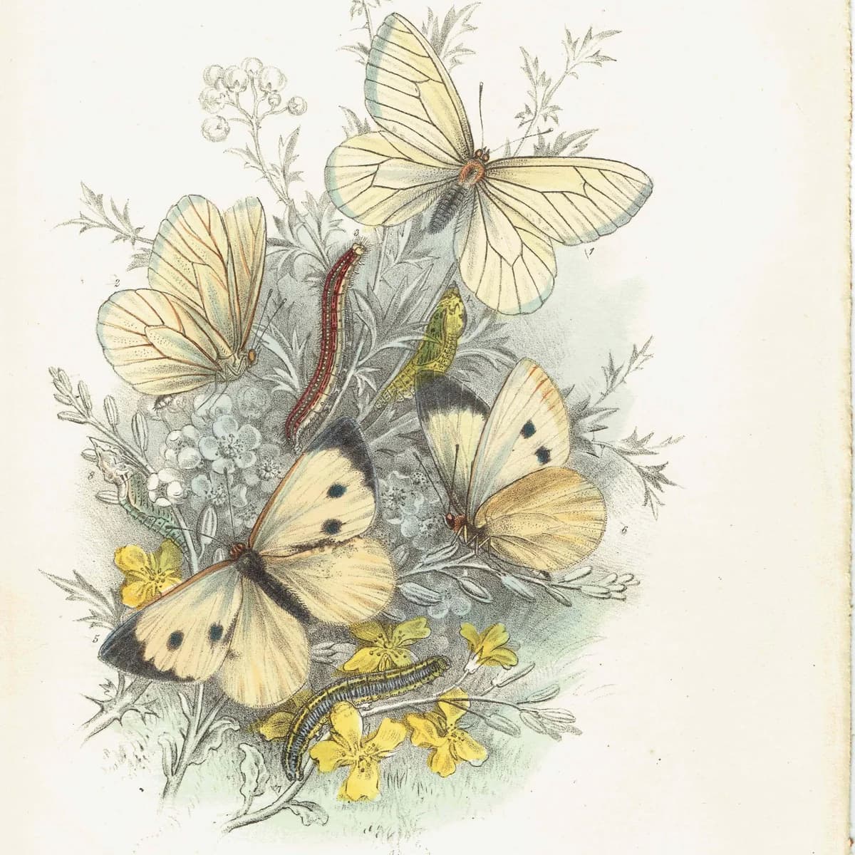 1859 Black-veined White & Great Cabbage White Butterflies - Hand-Coloured Lithograph, Henry Noel Humphreys, Plate III - 7 x 10.4 in